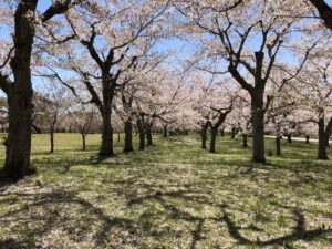 平滝沼公園の桜