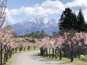 つがる地球村の桜