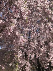 八戸公園の桜